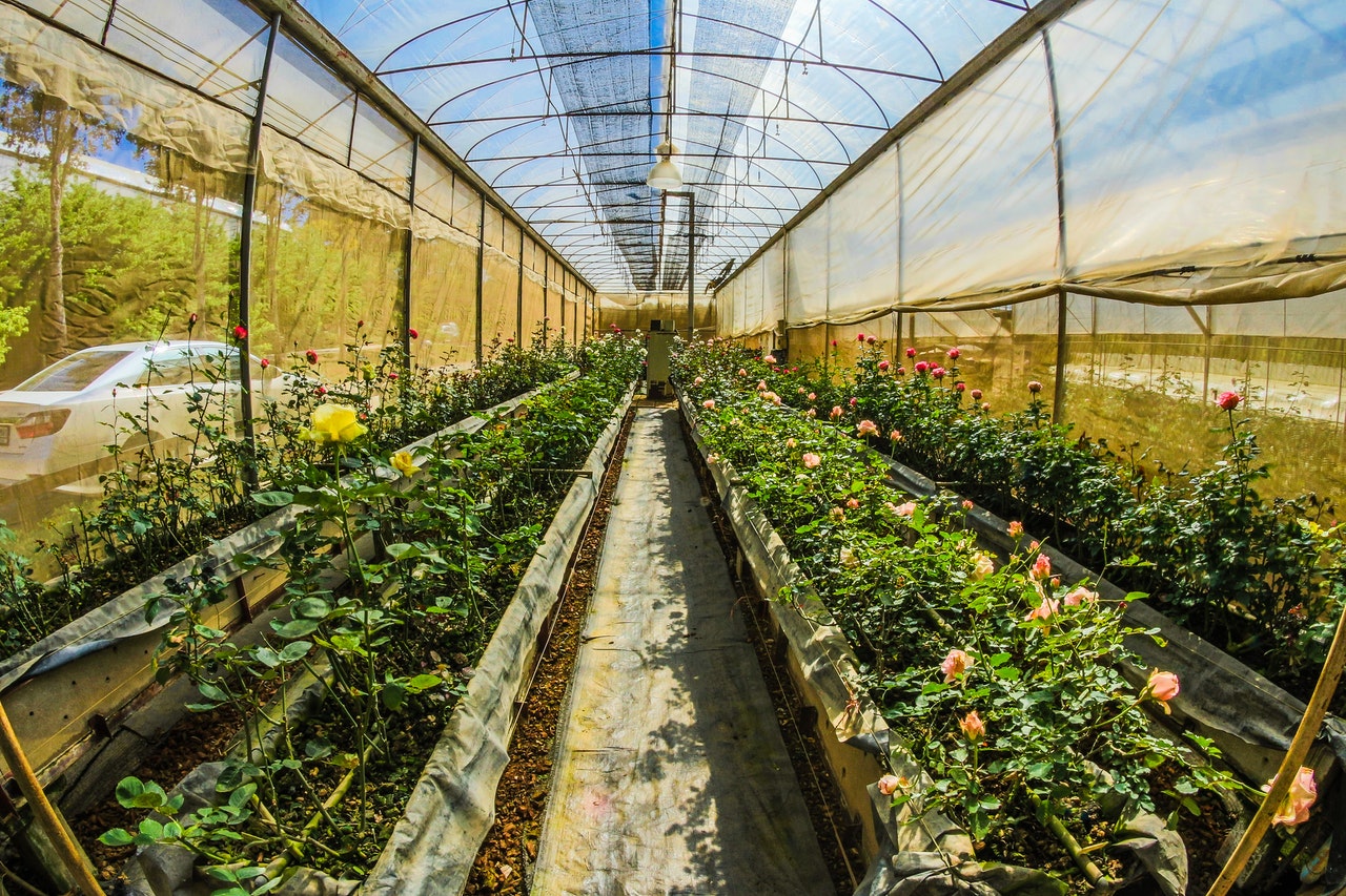 greenhouse interior